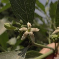 Morinda coreia Buch.-Ham.